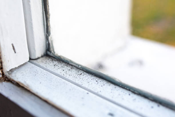 Best Post-Construction Mold Inspection  in Audubon, NJ