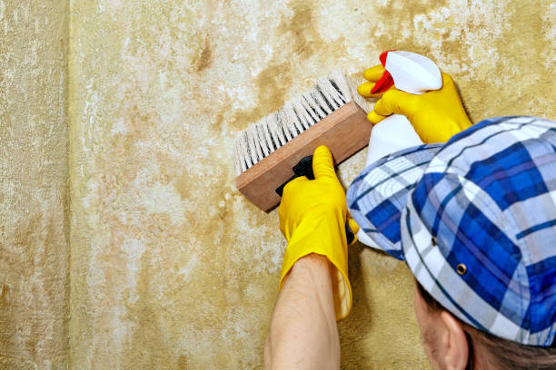 Best Residential Mold Inspection & Testing  in Audubon, NJ