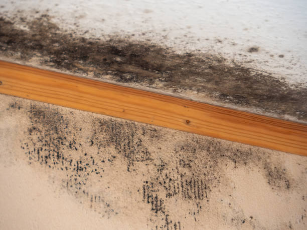 Best Residential Mold Inspection & Testing  in Audubon, NJ