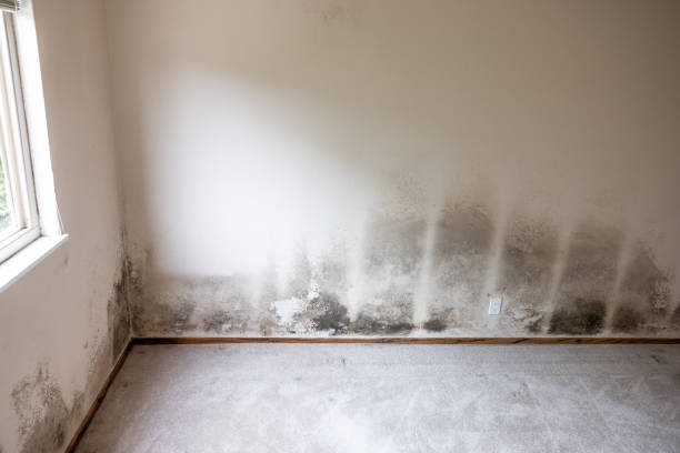 Best Industrial Mold Remediation  in Audubon, NJ