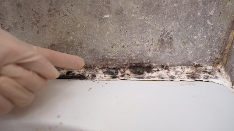Best Crawl Space Mold Remediation  in Audubon, NJ