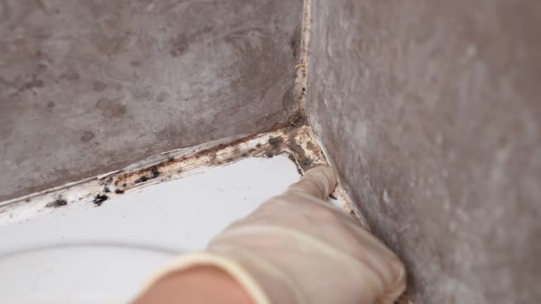 Best Asbestos and Lead Testing During Mold Inspection  in Audubon, NJ