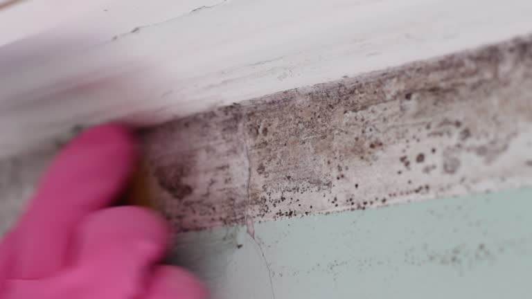 Best Post-Remediation Verification Testing  in Audubon, NJ